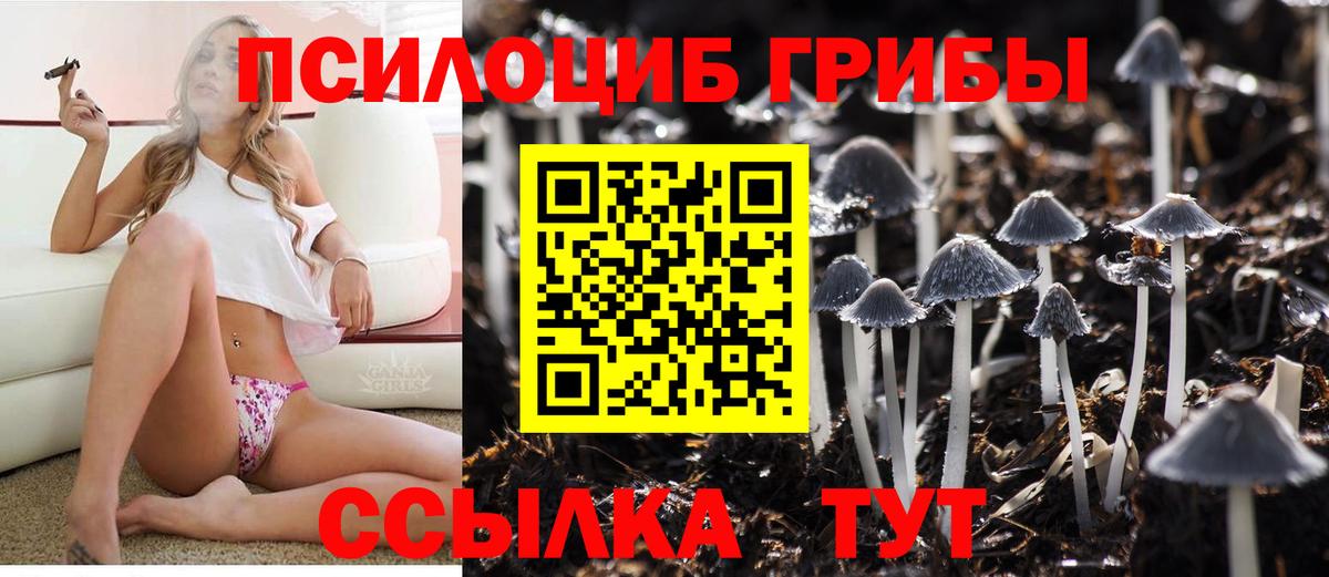 Псилоцибиновые грибы Psilocybe Уссурийск